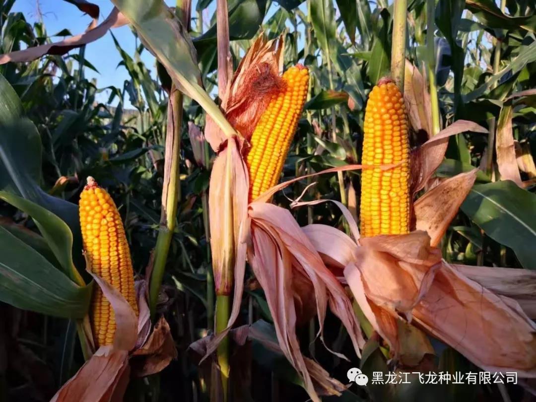 1640677977902720.jpg 1.jpg